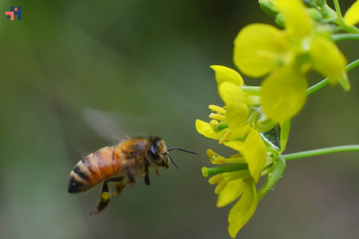 Understanding and Conquering the Phobia of Bees: Overcoming Apiphobia | Healthcare 360 Magazine