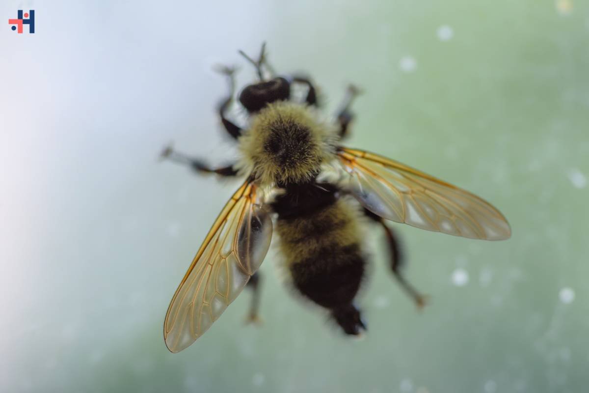 Understanding and Conquering the Phobia of Bees: Overcoming Apiphobia | Healthcare 360 Magazine