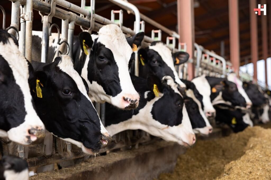 Avian Flu Detected in South Dakota Dairy Herd | Healthcare 360 Magaze