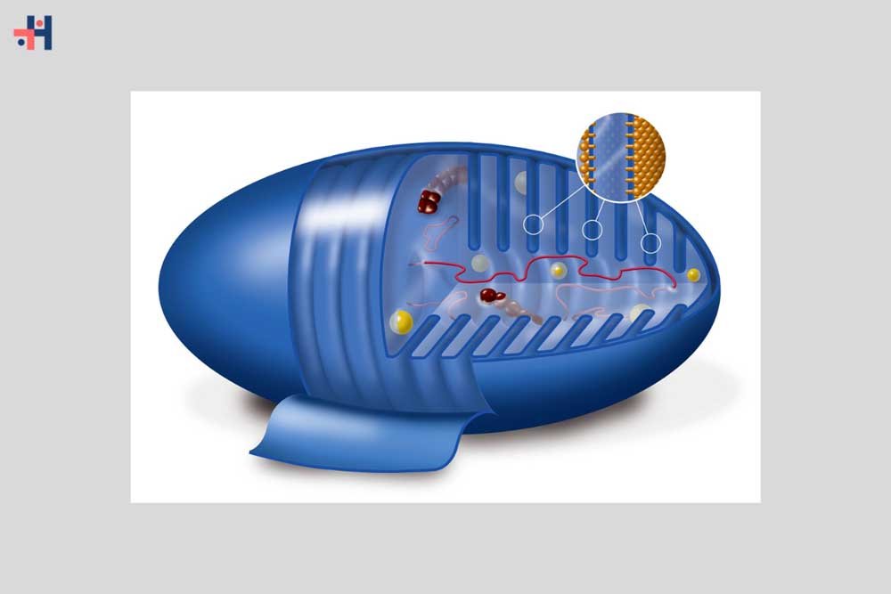 Biochemistry of Metabolic Pathways | Healthcare 360 Magazine