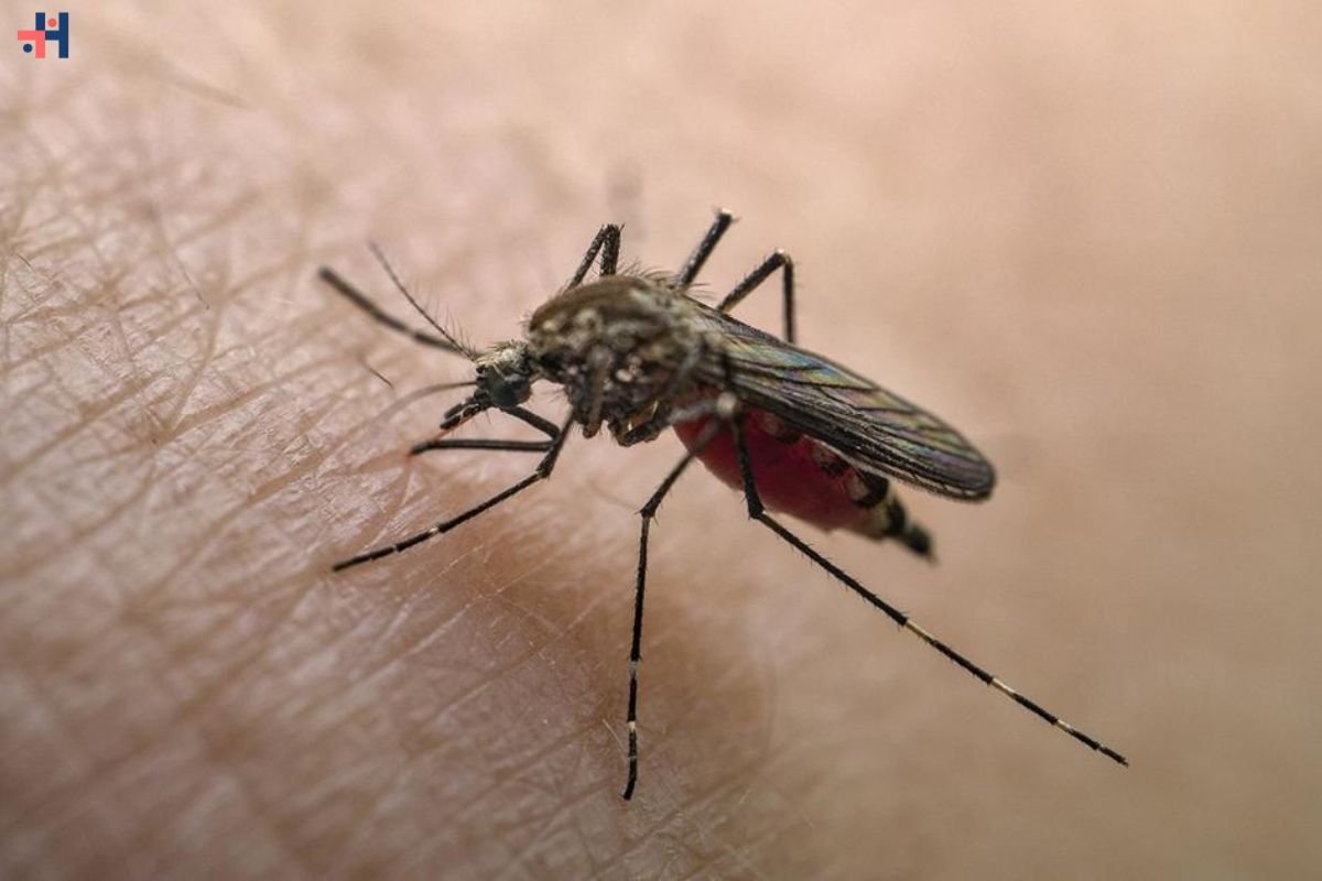 Dengue Fever Cases Surge Across the U.S. as Mosquito-Borne Virus Spreads
