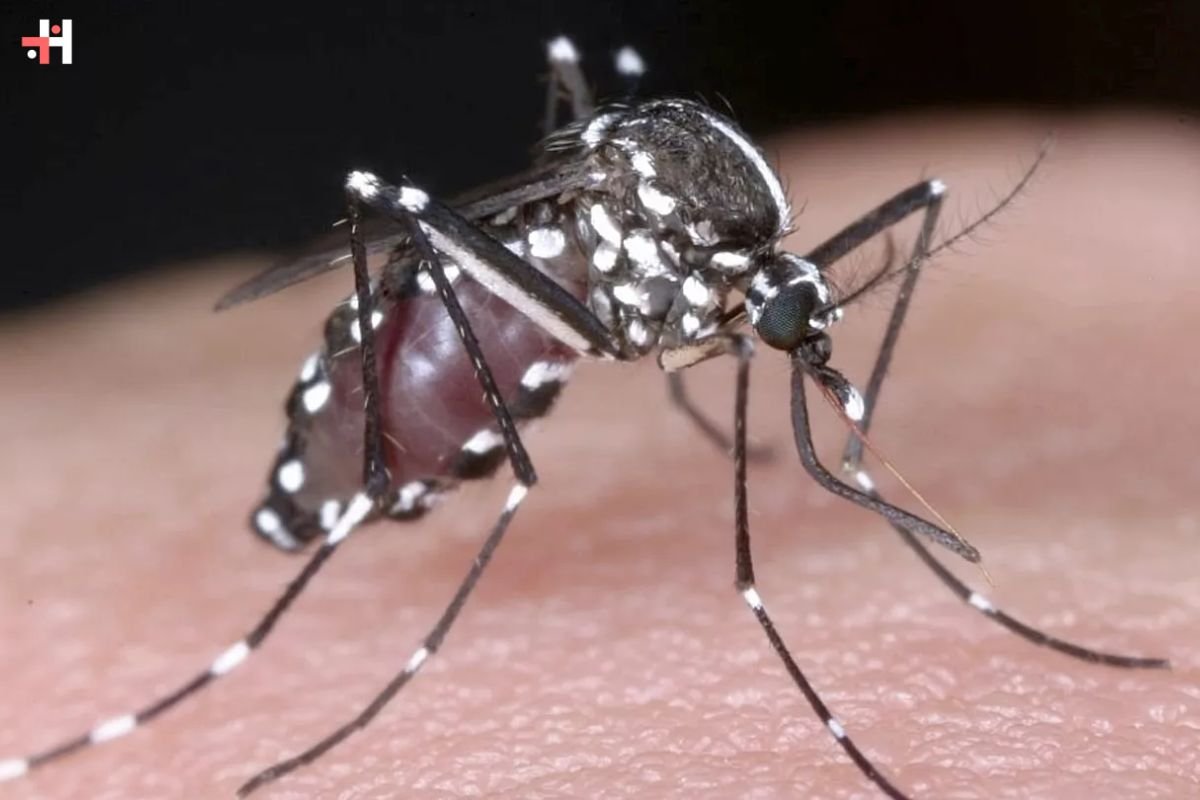 France on High Alert for Mosquito-Borne Viruses | Healthcare 360 Magazine