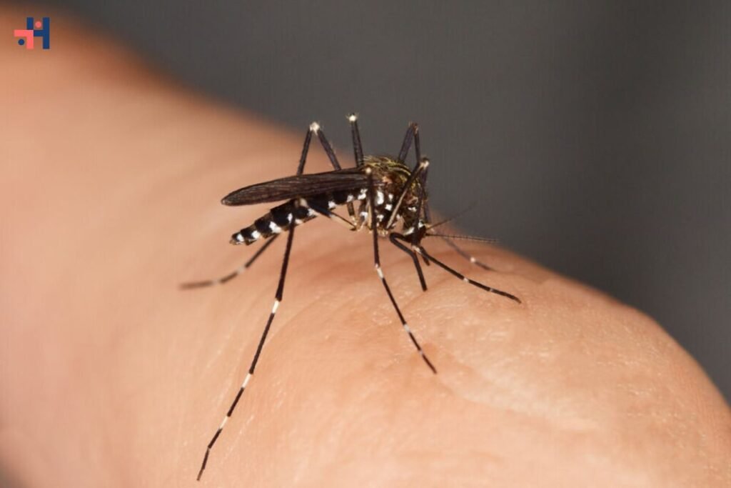 ARS Urges Reporting of Tiger Mosquito Sightings in Normandy