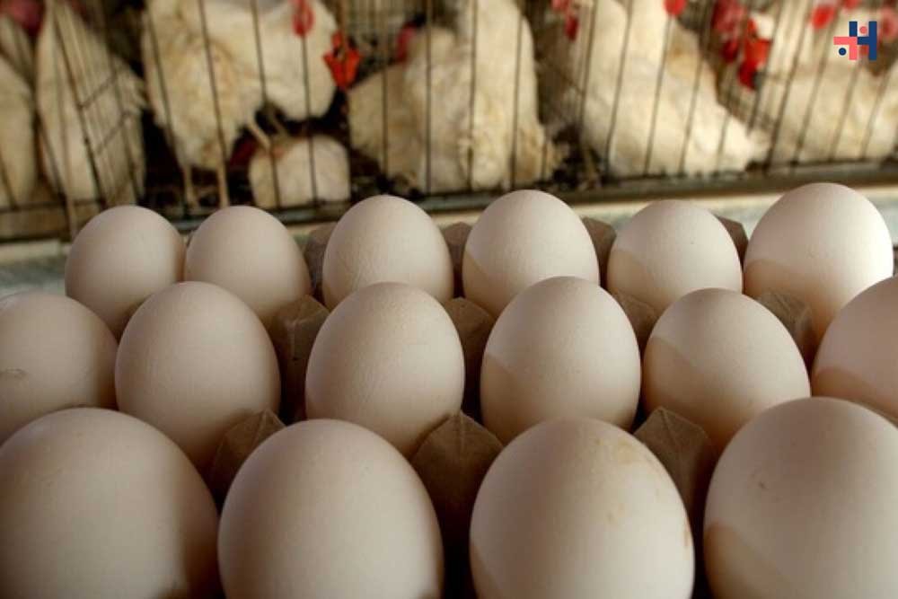 Emergency Declared in Colorado After Bird Flu Outbreak at Egg Facility