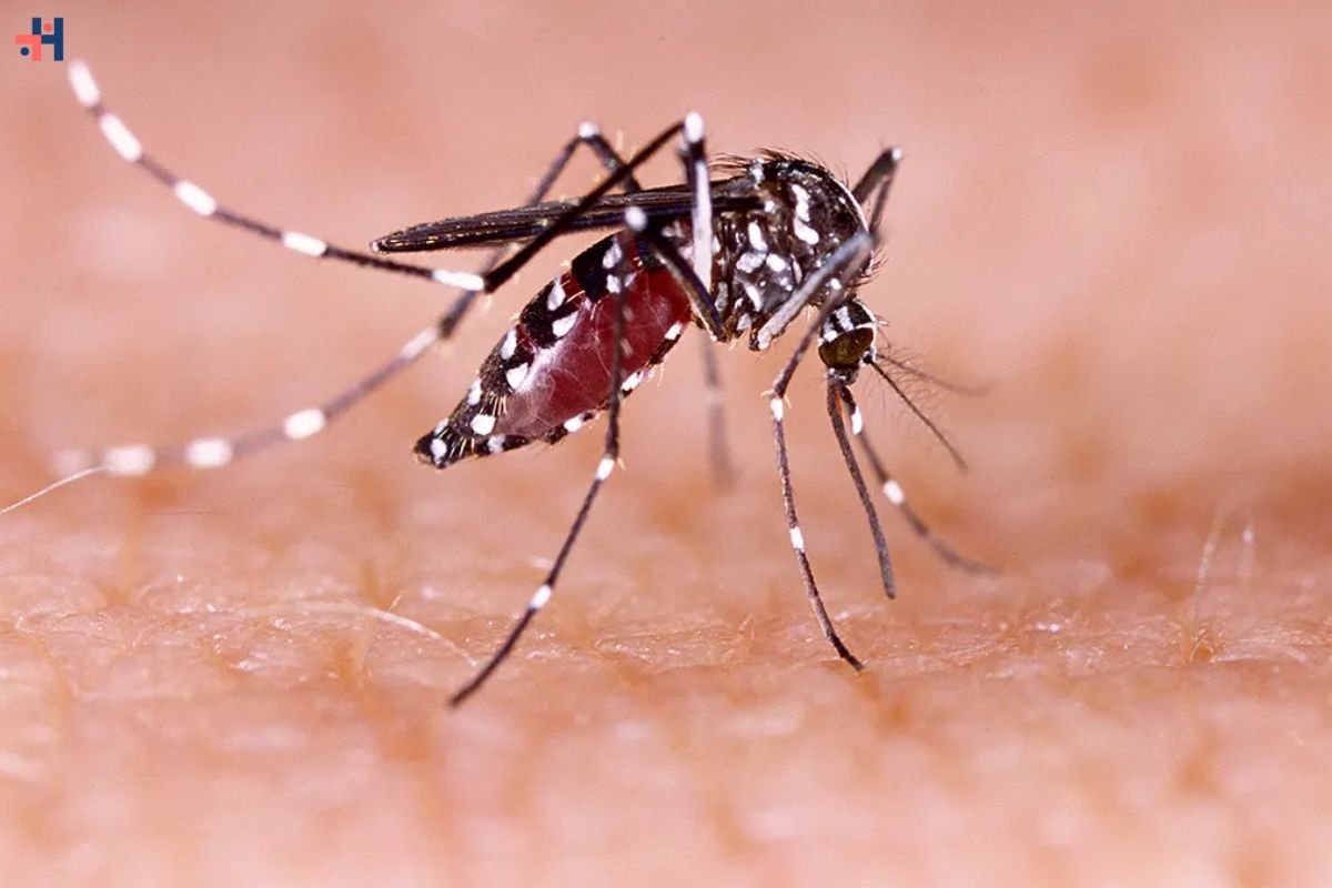 Local Dengue Fever Cases, Spread by Mosquito Bites | Healthcare 360 Magazine