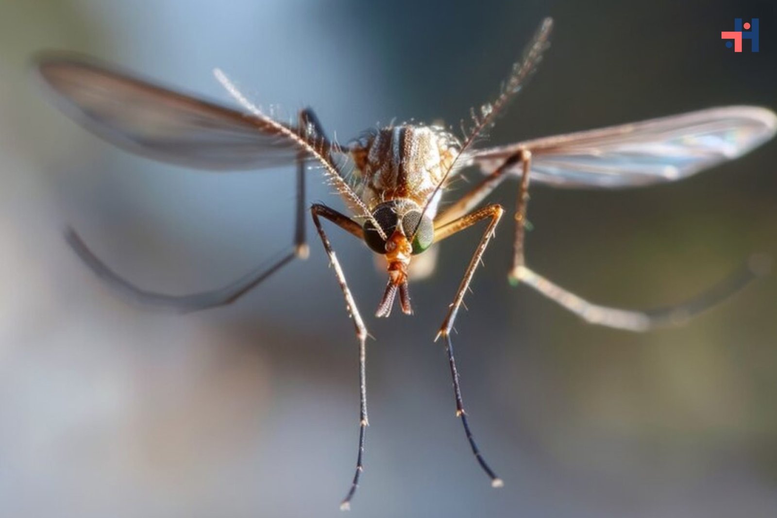 How to Spot West Nile Virus After Mosquito Bites