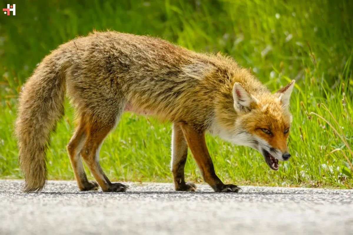 Rabid Fox Bites Alabama Woman While Unloading Groceries