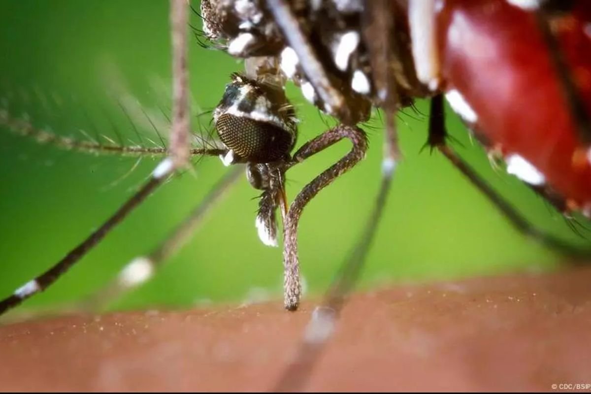 The Most Dangerous Mosquito-Borne diseases | Healthcare 360 Magazine