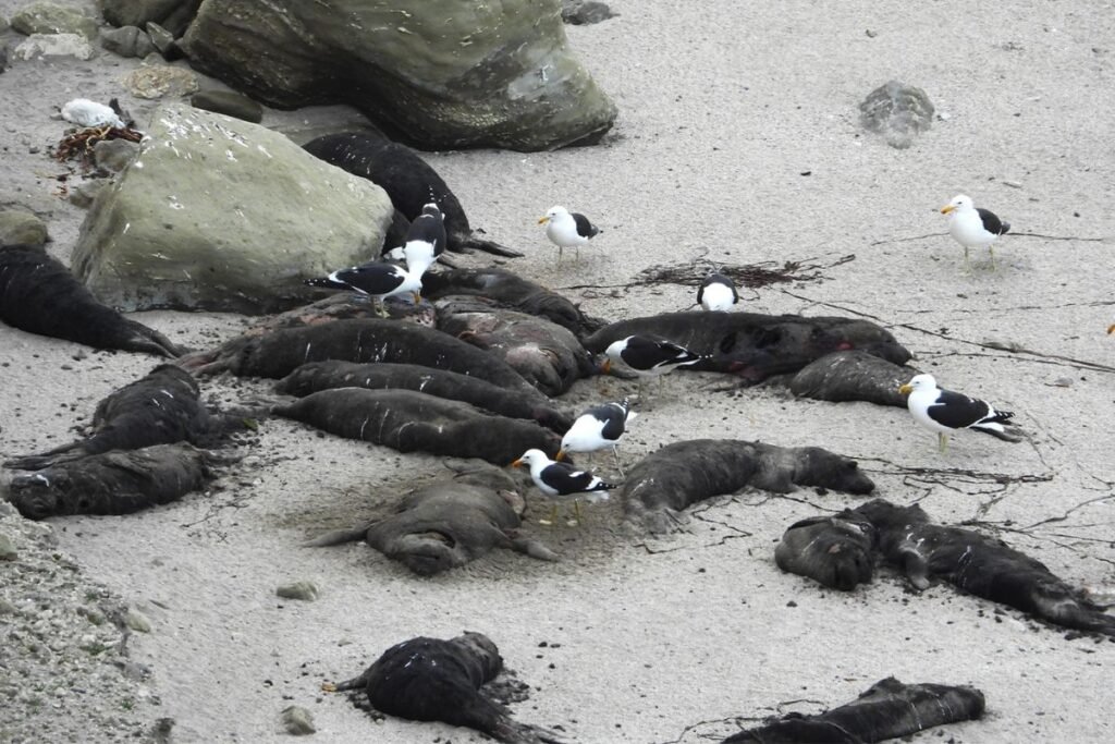 Animal Apocalypse: Deadly Bird Flu Spreads Across Hundreds of Species from Pole to Pole