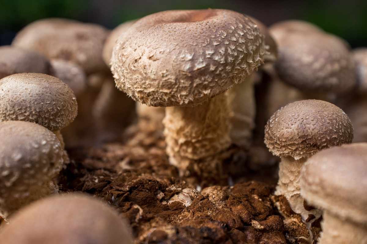 7 Mushroom Nutrition Facts & Health Benefits | Healthcare 360 Magazine