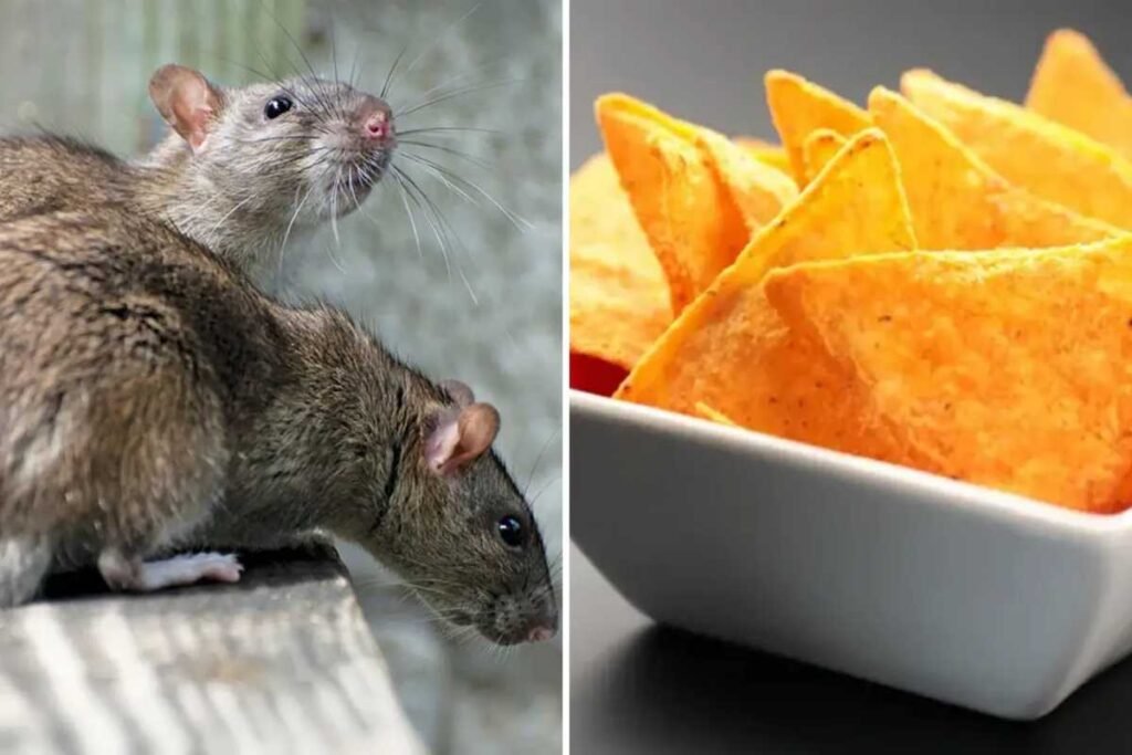 Common Dye in Doritos Makes Mouse Skin Transparent, New Study Reveals