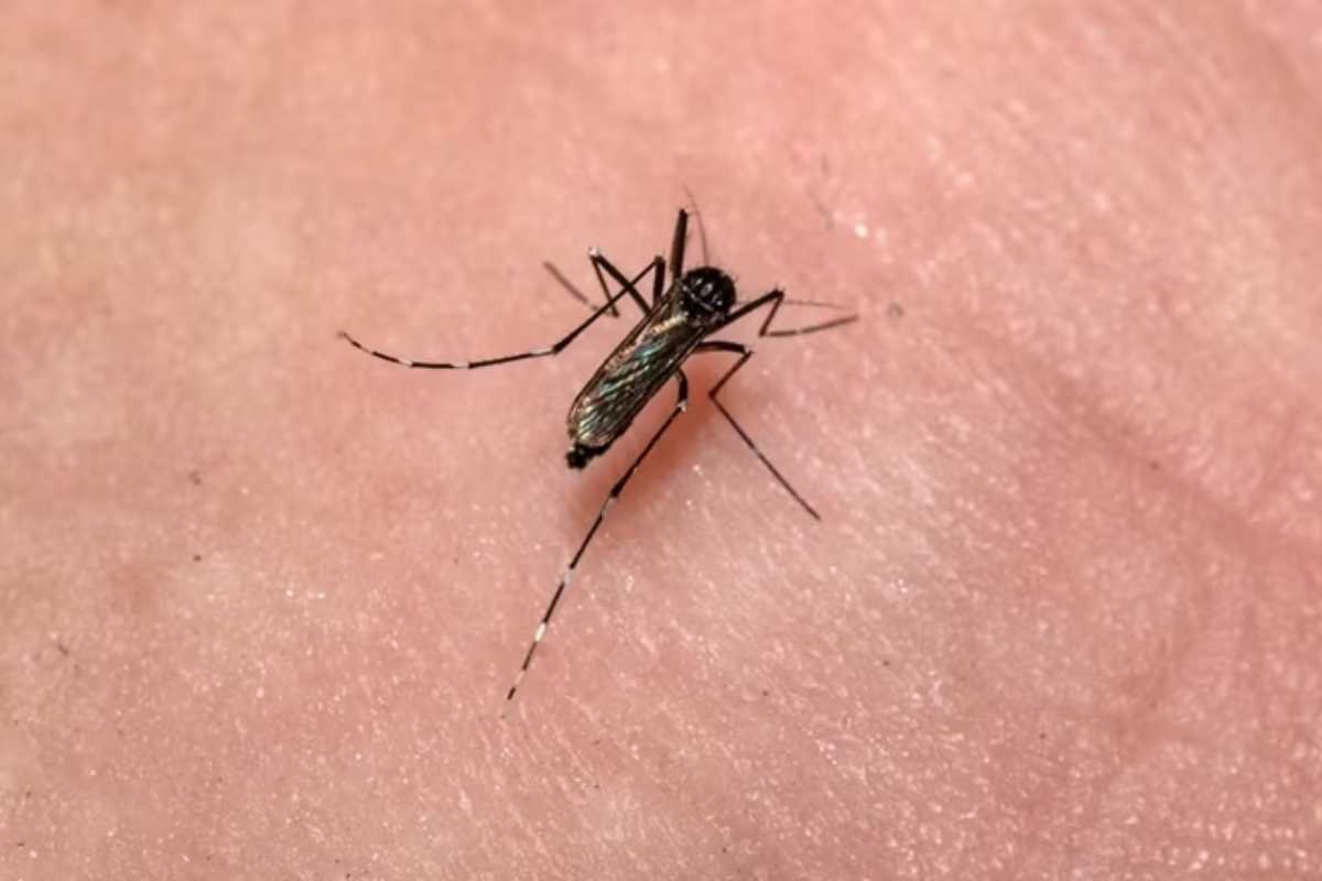 New York Resident Dies of Rare Eastern Equine Encephalitis | Healthcare 360 Magazine