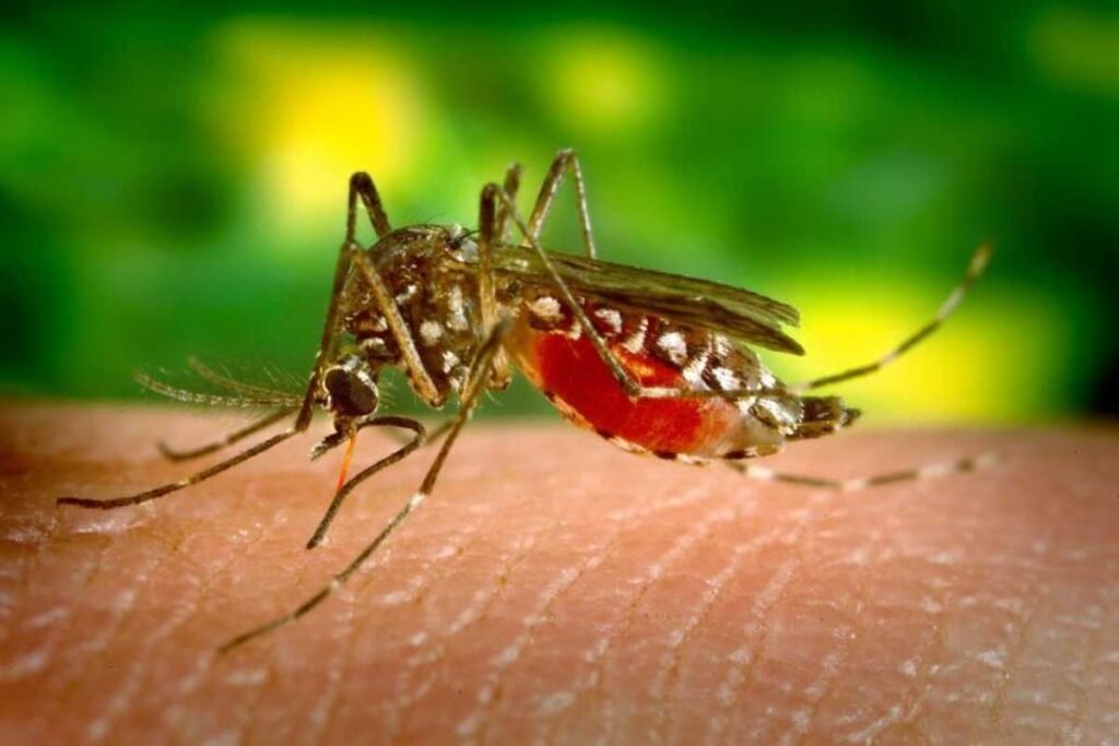 Mosquito-borne Diseases Expand Across the U.S. | Healthcare 360 Magazine