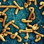Marburg Virus Outbreak in Rwanda Raises International Concern over Potential Spread