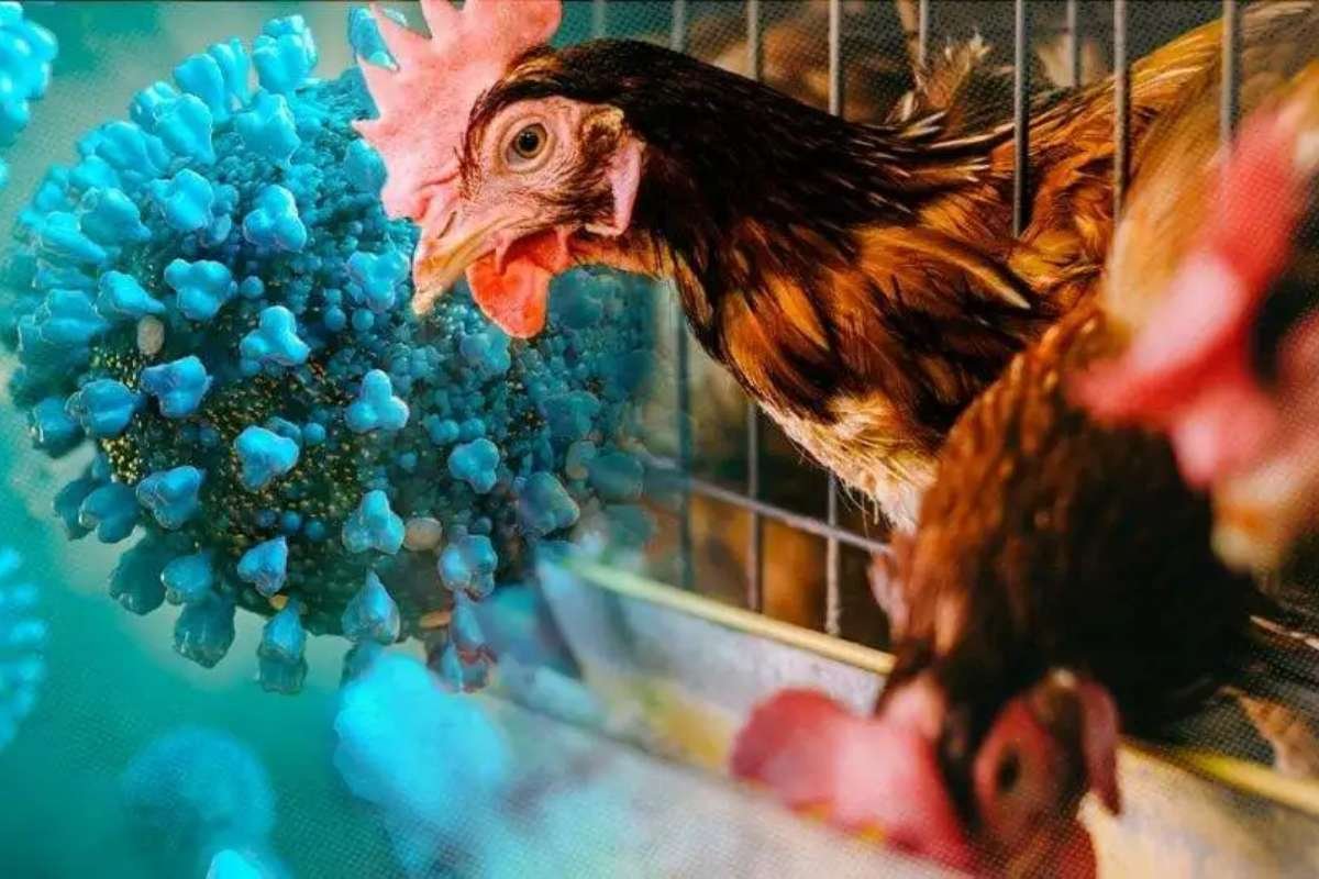 Rising Concerns Over Bird Flu’s Potential to Combine with Seasonal Flu and Trigger a Pandemic