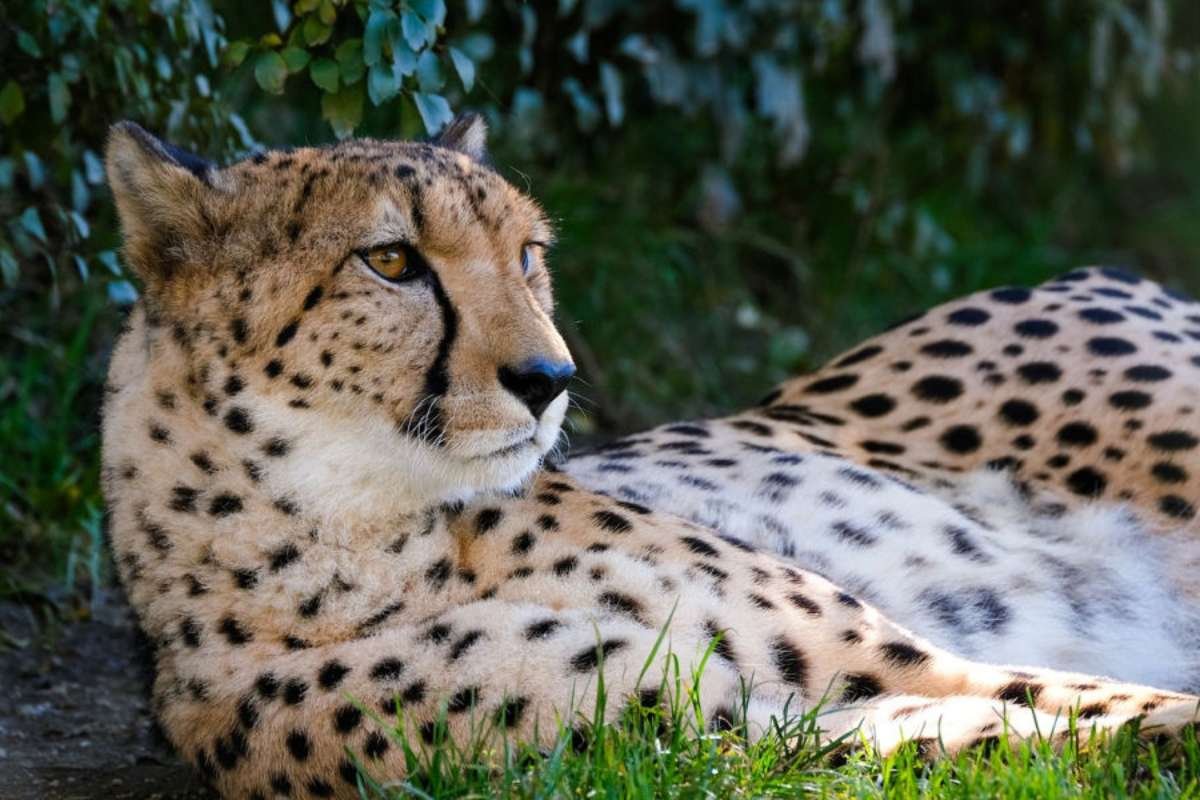 Bird Flu Outbreak Claims Lives of Five Animals at Wildlife World Zoo in Arizona