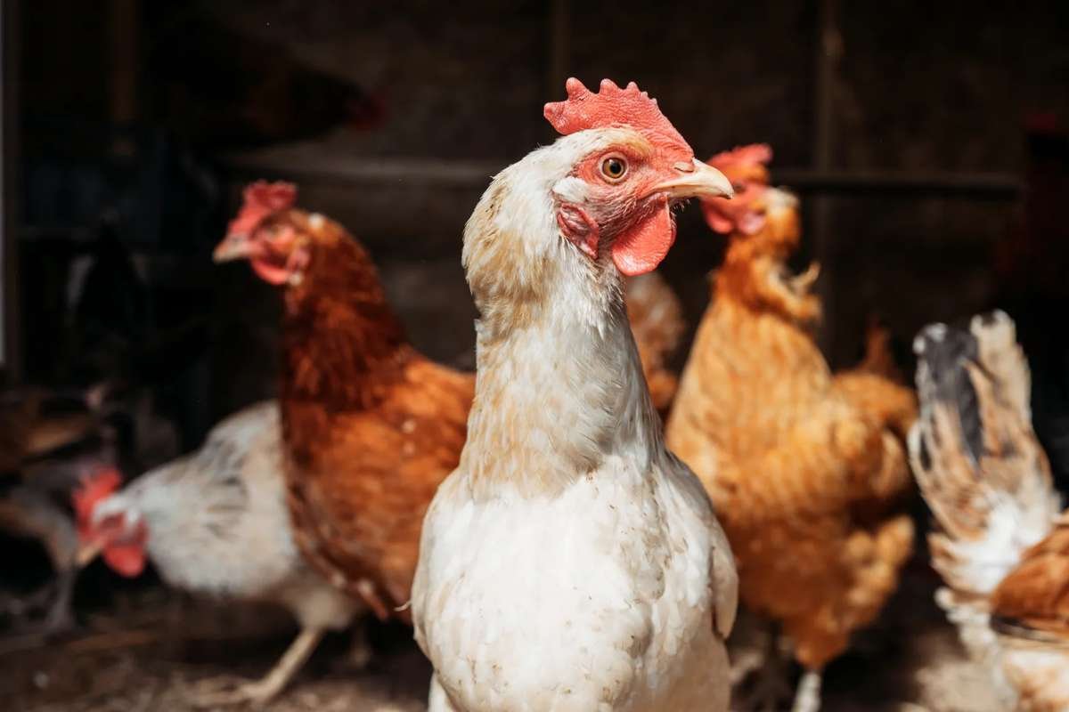 Bird Flu Outbreak Prompts Emergency in California