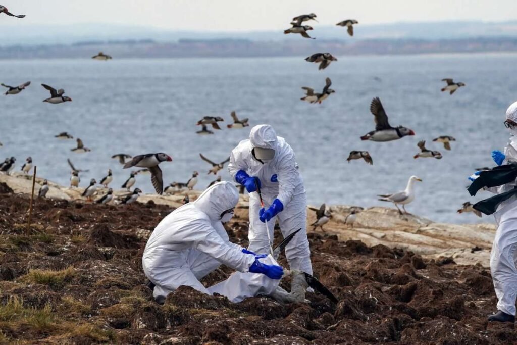 Human Case of Bird Flu Worsens in the U.S., Concerns Future Risks | Healthcare 360 Magazine