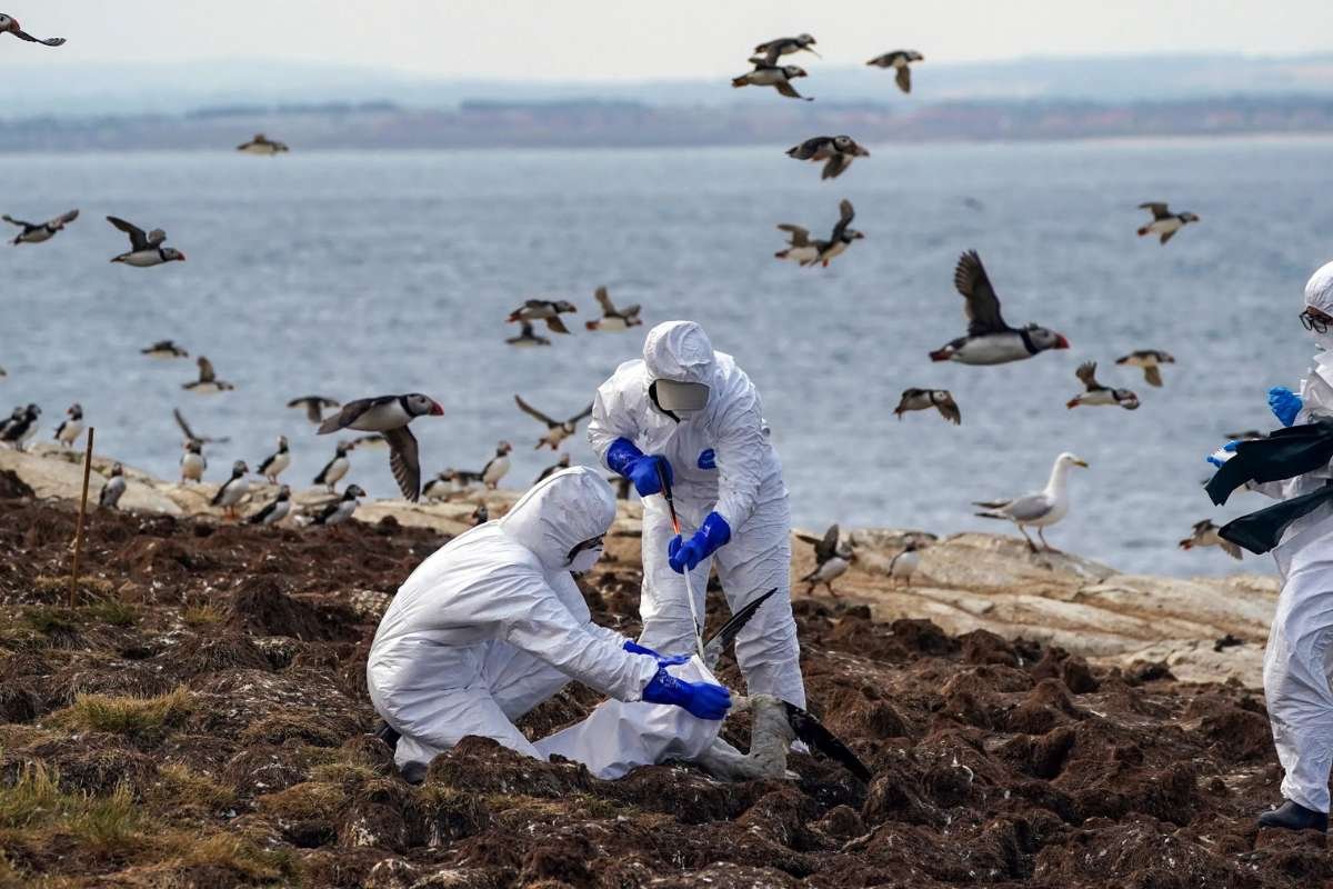  Bird Flu Outbreak Worsens in the U.S., Raising Concerns About Future Risks