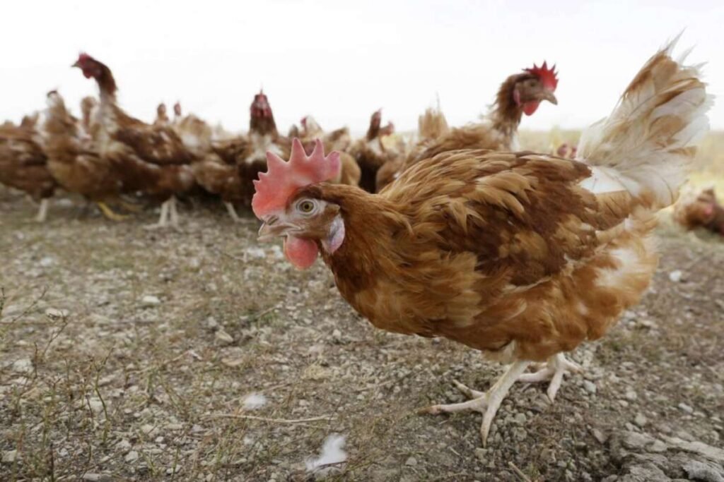 California Declares Emergency Over Bird Flu | Healthcare 360 Magazine