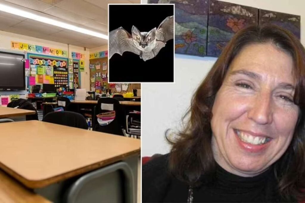 California teacher rabies bat encounter | Healthcare 360 Magazine