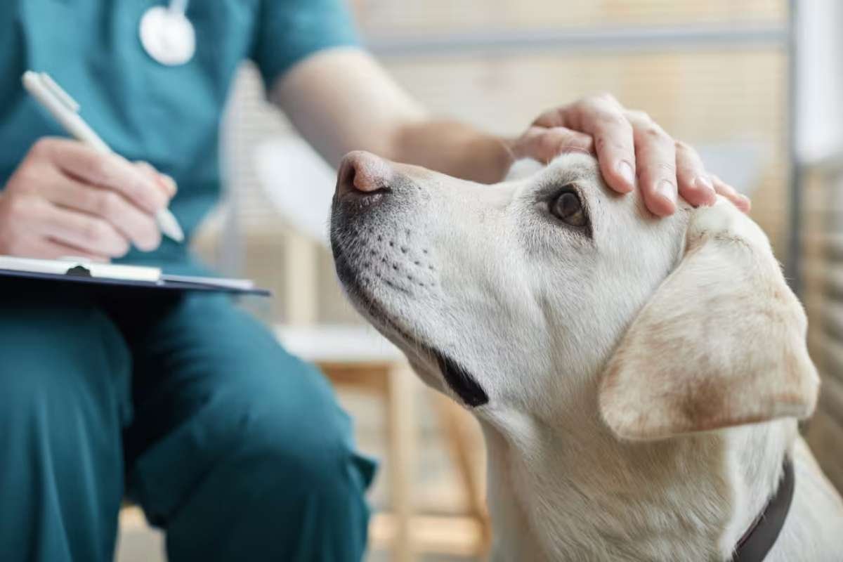 FDA Warns of Potential Risks Linked to Dog Pain Medication 