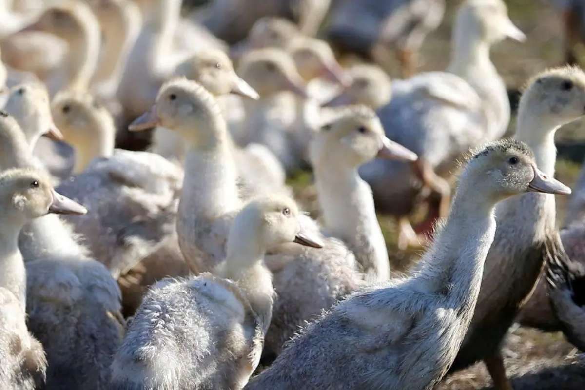 First Human Case of Bird Flu Reported in Los Angeles Following Statewide Emergency