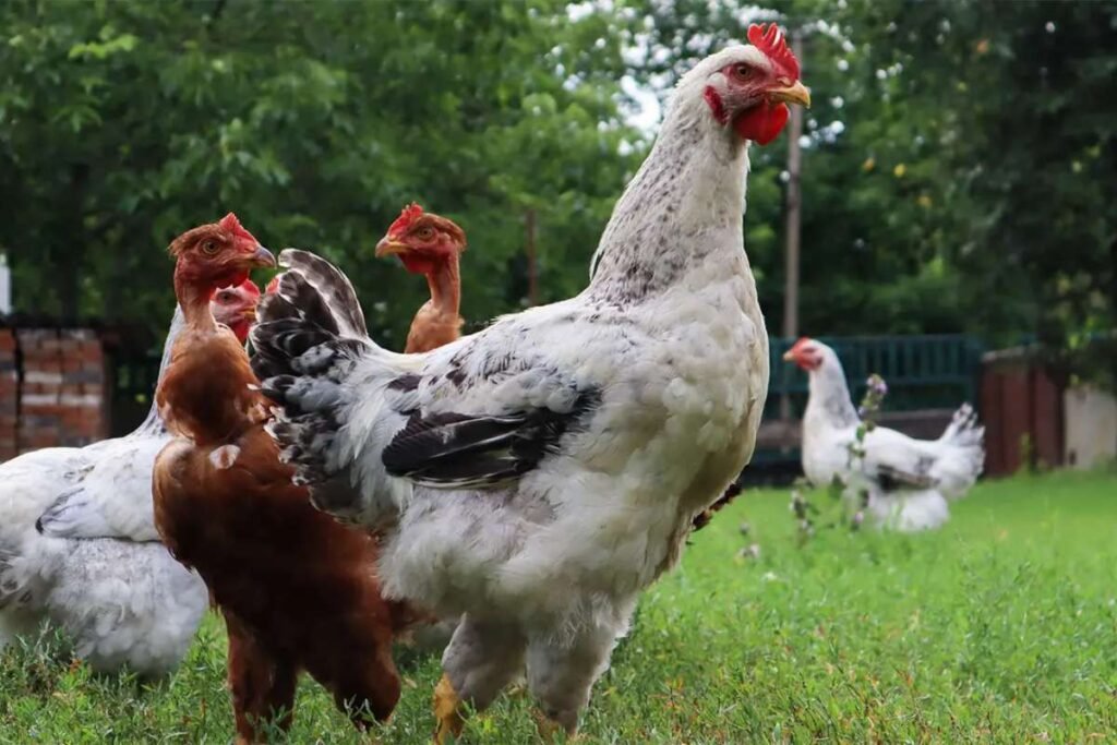 Louisiana Bird Flu Case: First Severe H5N1 Reported in U.S | Healthcare 360 Magazine