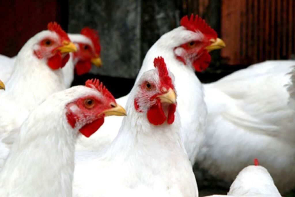 Bird Flu Suspected in Ohio: Dead Birds Found Multiple Counties | Healthcare 360 Magazine