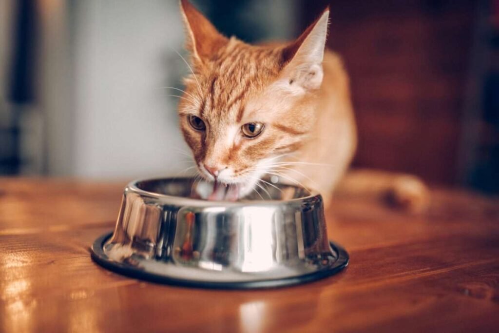 Bird Flu Cases in Cats from Raw Pet Food : What You Need to Know? | Healthcare 360 Magazine