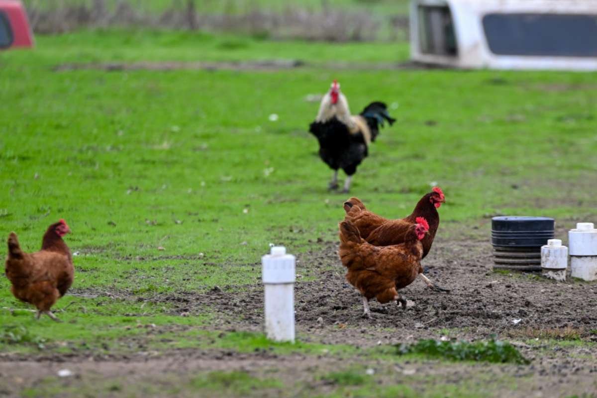 Is Bird Flu the Next Pandemic? What to Know After the First H5N1 Death in the US