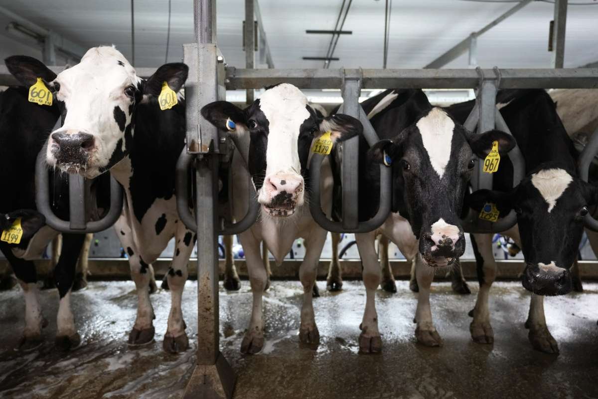 New Bird Flu Strain Detected in Nevada Dairy Herds Raises Concerns