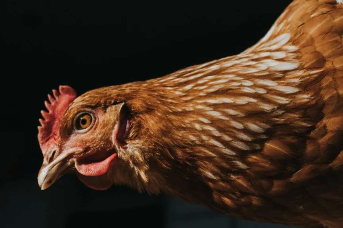 Silent Spread of Bird Flu Among Veterinarians Raises Concerns