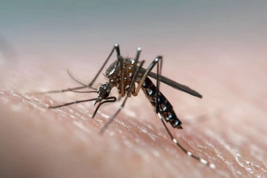 Global Health Alert: Dengue Fever Surge Prompts Travel Warnings for Fiji and Beyond