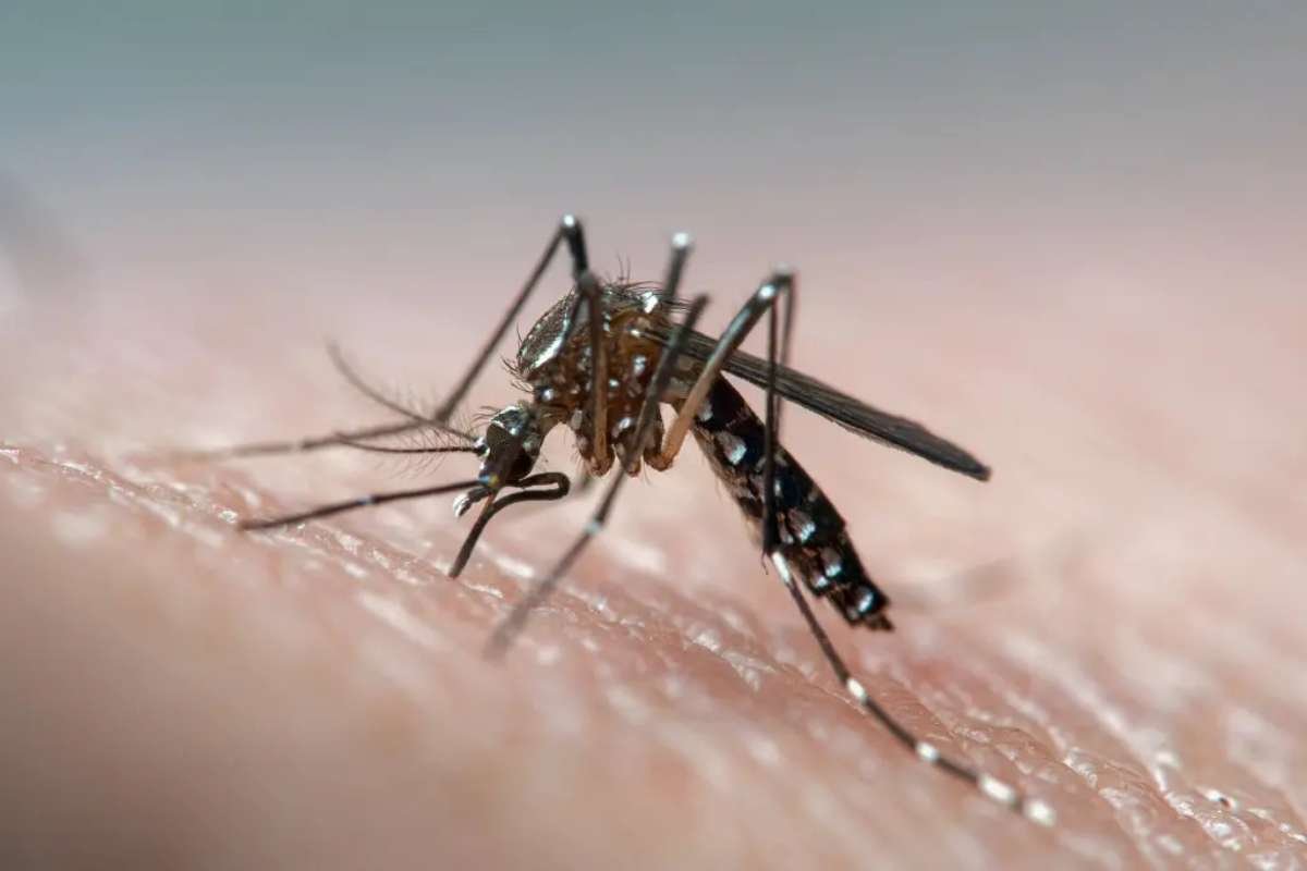 Global Health Alert: Dengue Fever Surge Prompts Travel Warnings for Fiji and Beyond