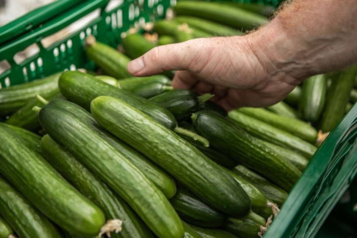 Nationwide Cucumber Recall Issued Amid Salmonella Outbreak: 26 Sickened Across 15 States