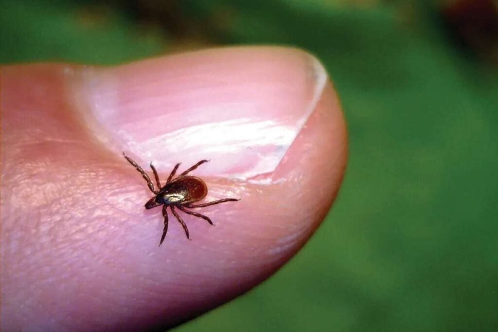 Rockland County Urges Residents to Stay Vigilant Against Tick-Borne Illnesses