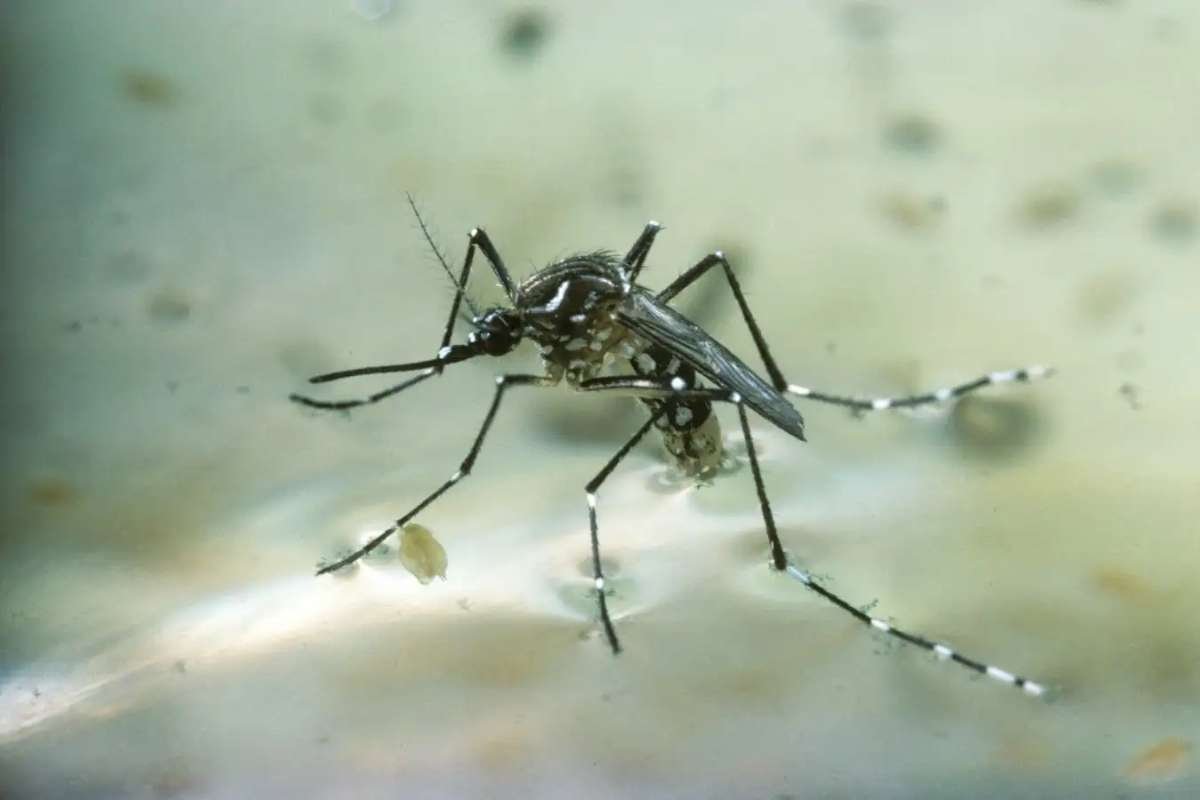 Scientists Discover Hemp-Based Solution to Combat Mosquito Threat