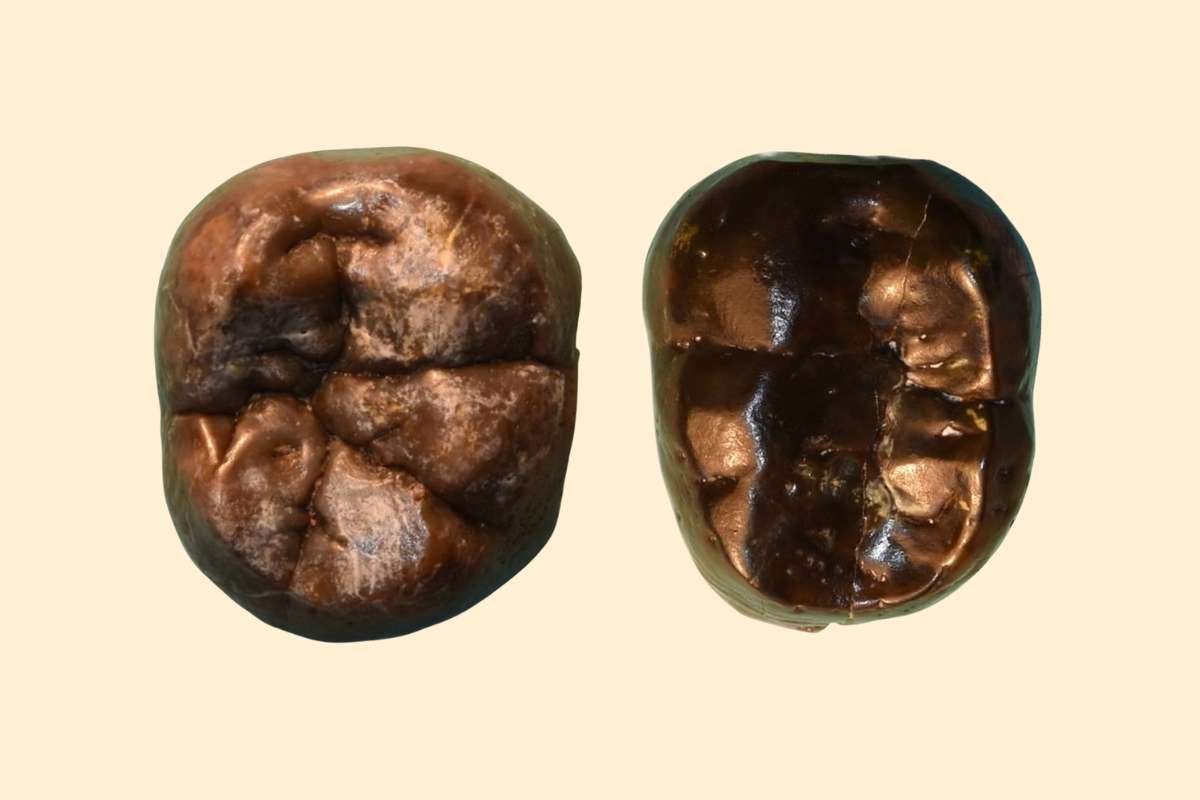 Ancient Tooth Unlocks 24-Million-Year-Old Protein, Redefining Evolutionary Science