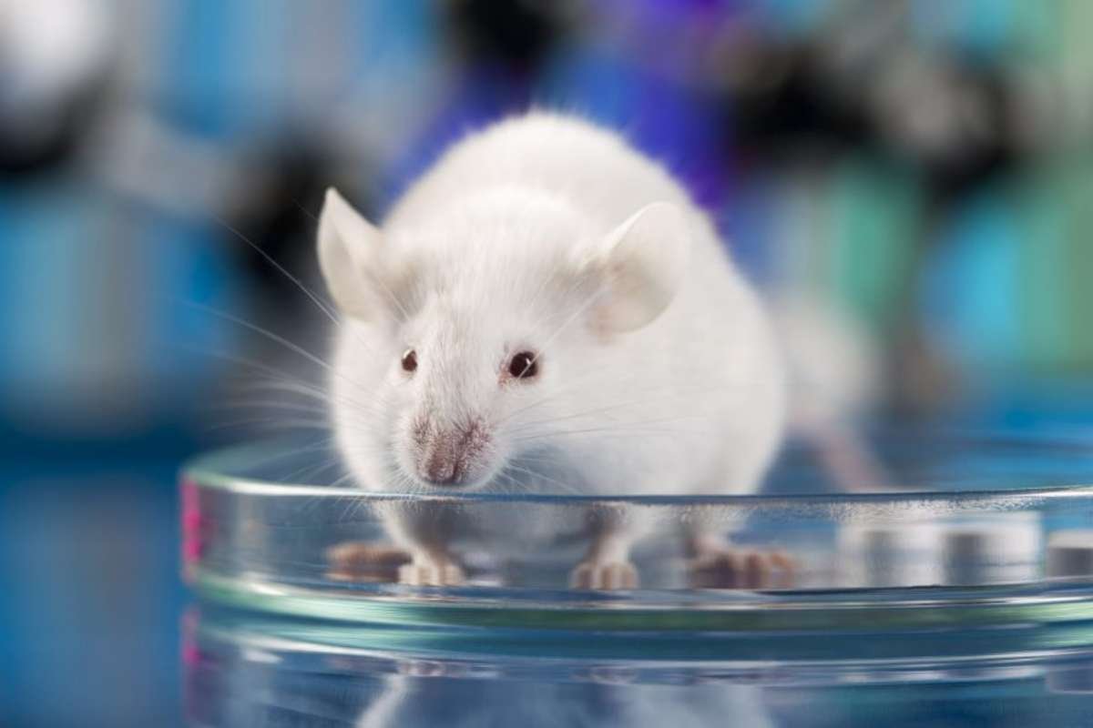 New Hope for Parkinson’s: Scientists Reverse Symptoms in Mice Using Copper-Based Therapy