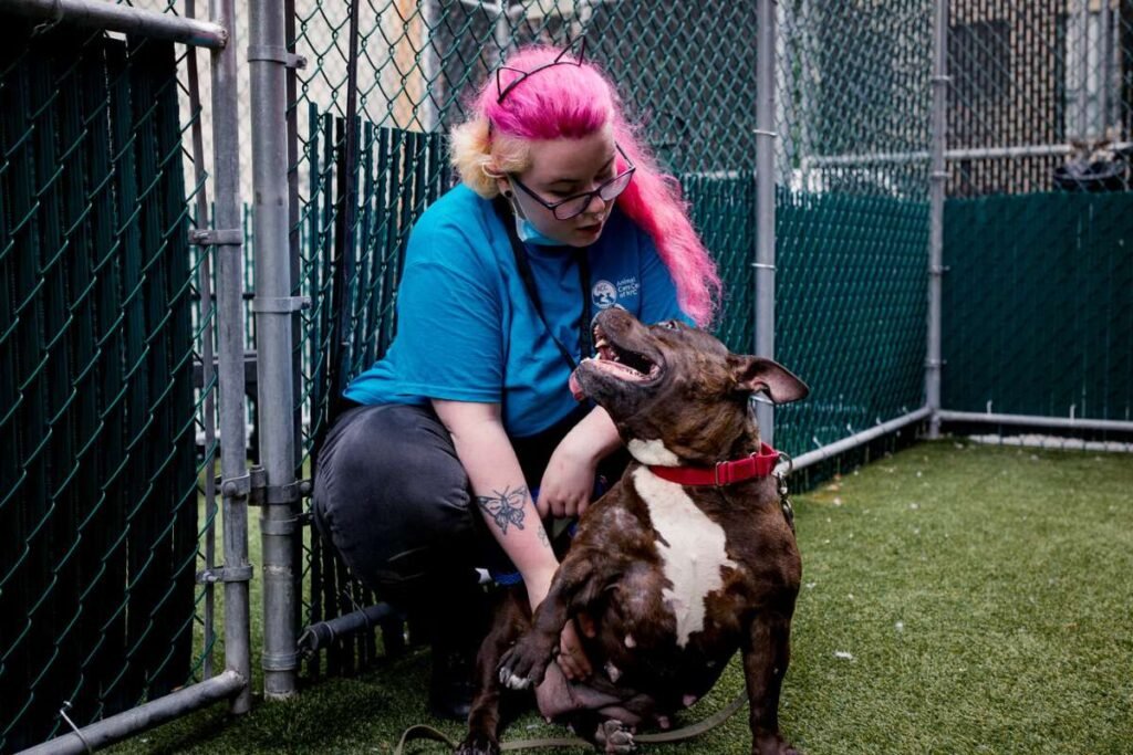 Animal Care Centers of NYC Animal Shelters Halt Intakes Crisis | Healthcare 360 Magazine