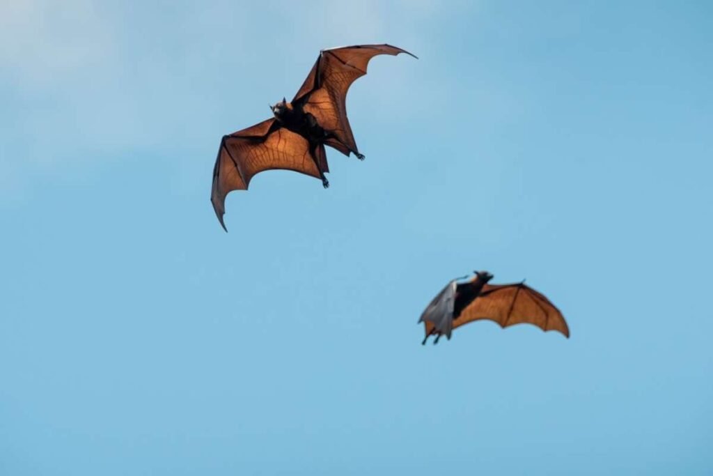 Rabid Bats Found in Denver: Health Officials Urge Caution | Healthcare 360 Magazine