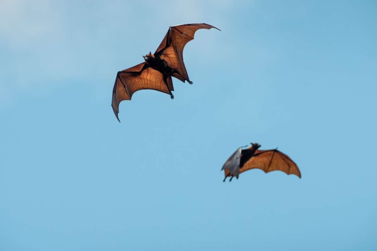 Rabid Bats Found in Denver: Health Officials Urge Caution Amid Seasonal Spike