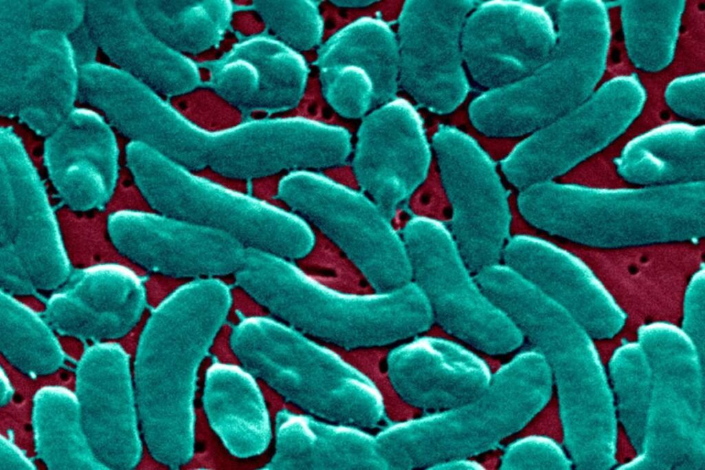 Flesh-Eating Bacteria Cases Surge Along Gulf Coast | Healthcare 360 Magazine