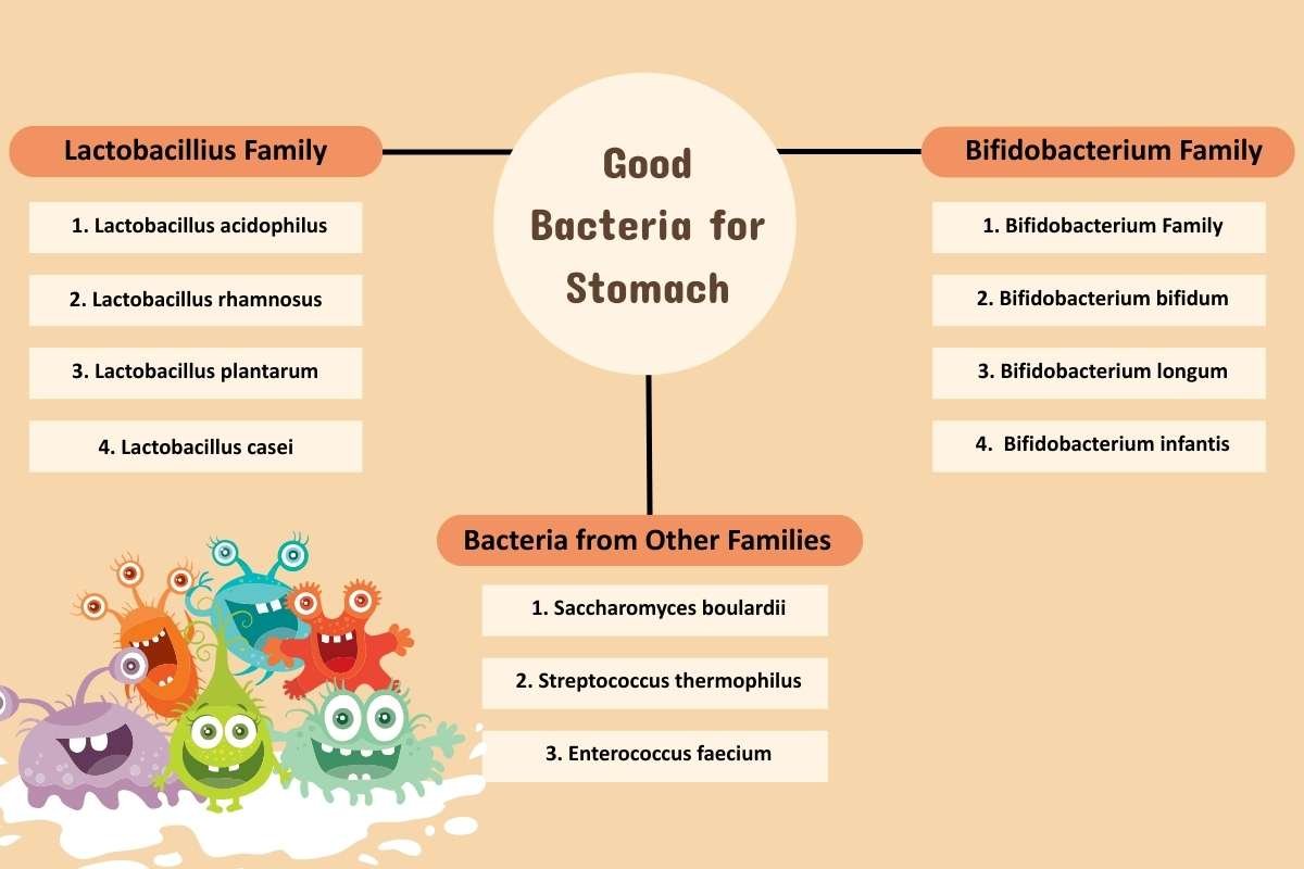 Boost Immunity With These 10 Good Bacteria for Stomach | Healthcare 360 Magazine