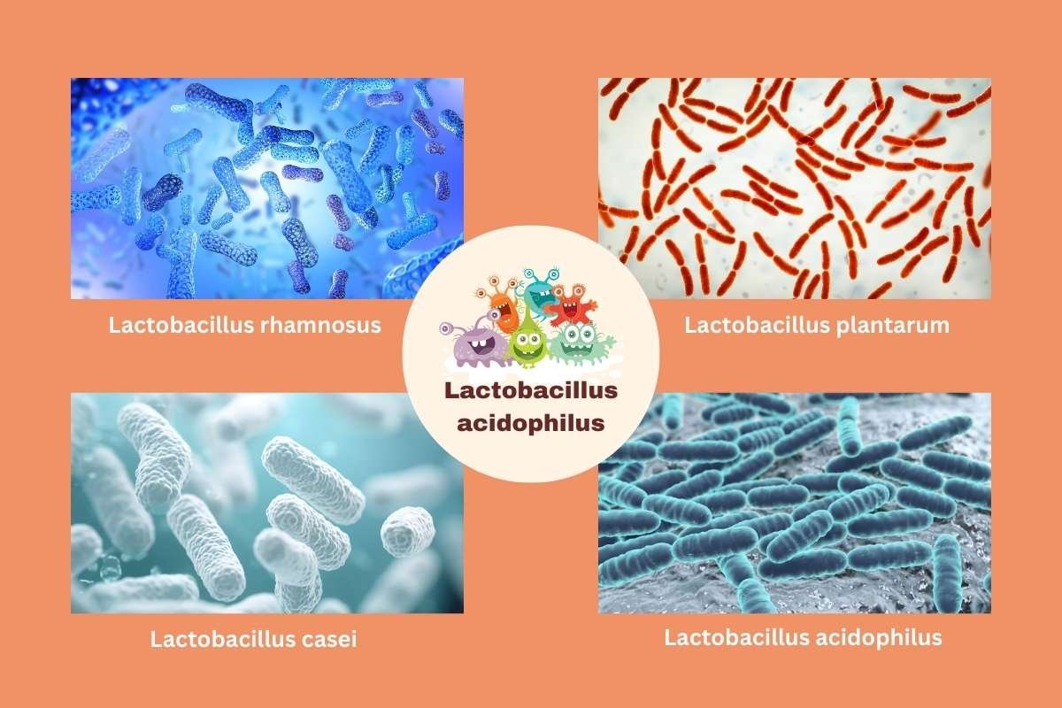 Boost Immunity With These 10 Good Bacteria for Stomach | Healthcare 360 Magazine