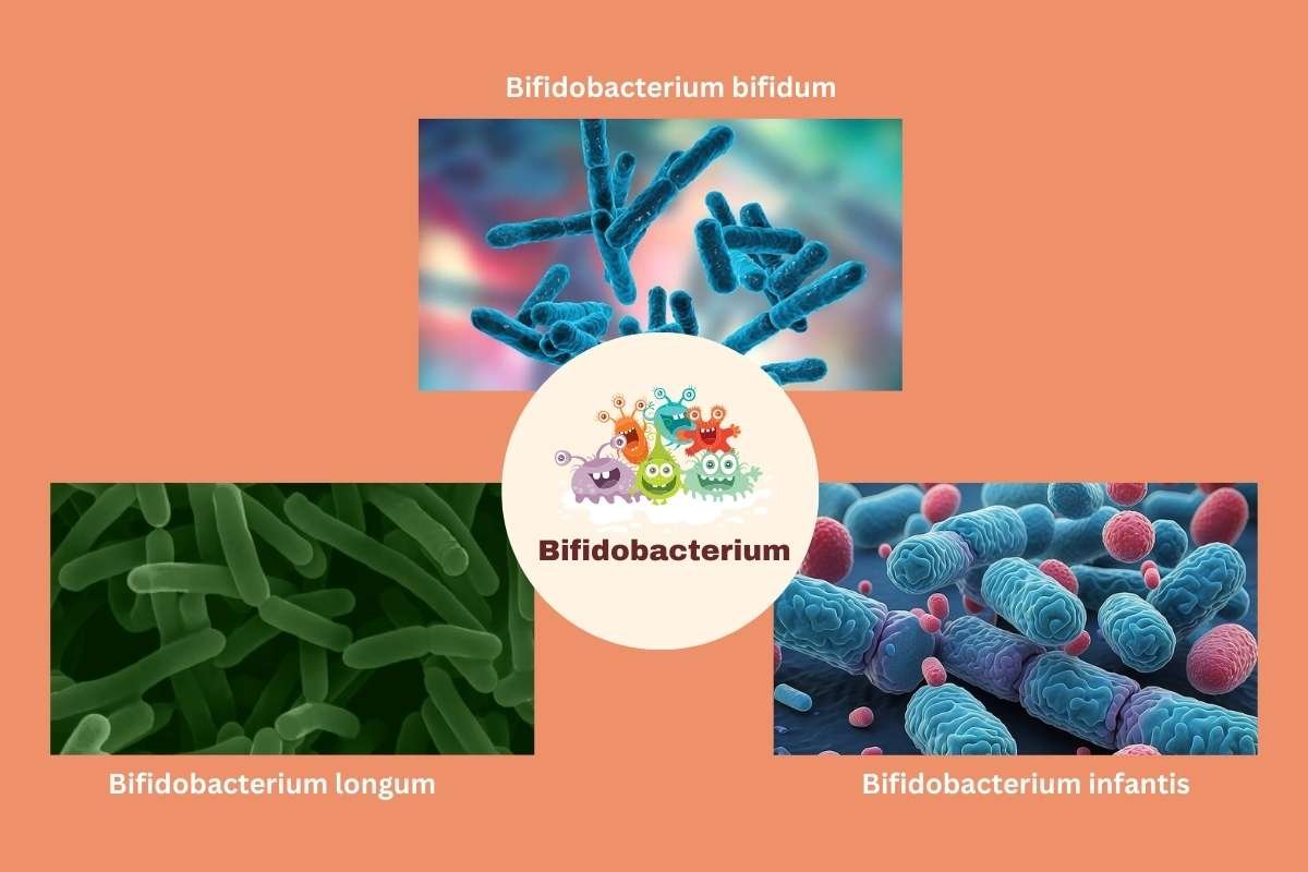 Boost Immunity With These 10 Good Bacteria for Stomach | Healthcare 360 Magazine