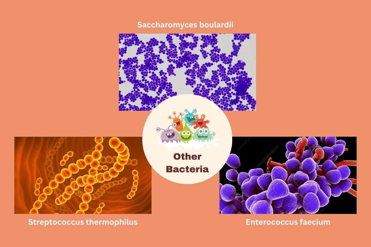Boost Immunity With These 10 Good Bacteria for Stomach | Healthcare 360 Magazine