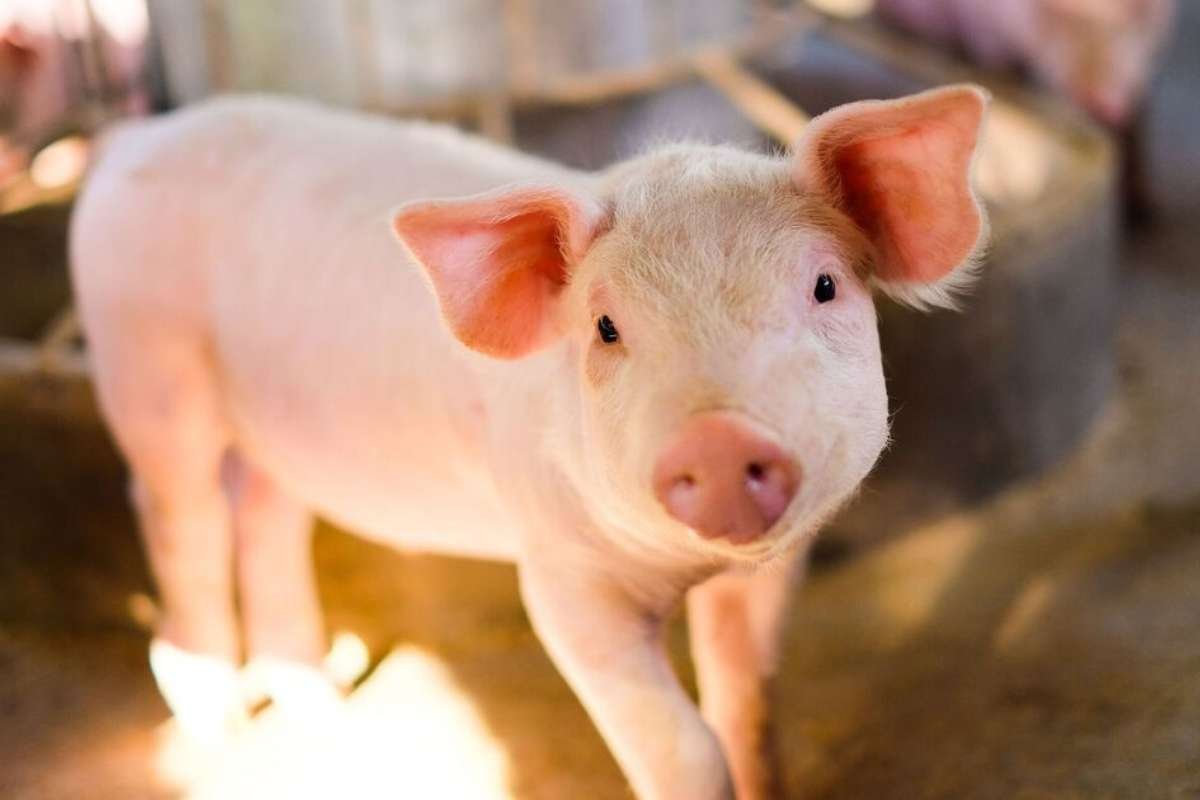 Chinese doctors report 171-day survival after pig liver transplant