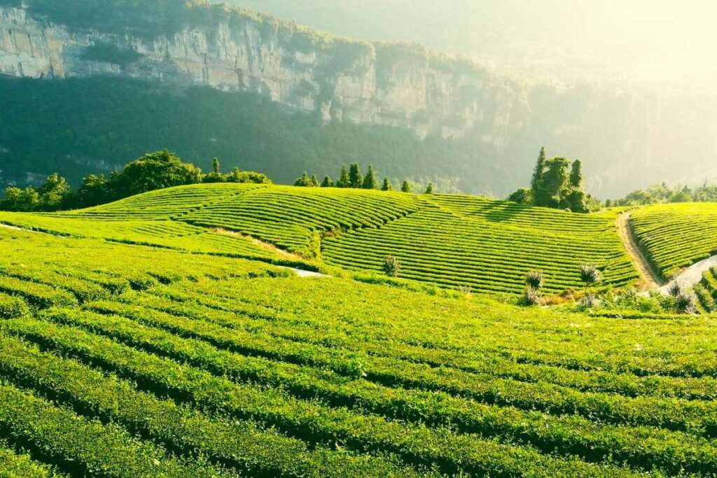 (Image by xijian from Getty Images Signature)